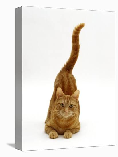 Domestic Cat, Ginger Tabby Female with Rear End and Tail in Air after Enjoying Being Stroked-Jane Burton-Premier Image Canvas