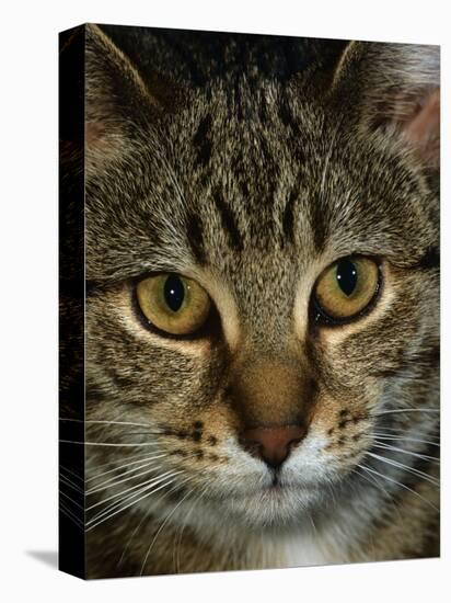 Domestic Cat, Head Portrait of Tabby-Jane Burton-Premier Image Canvas