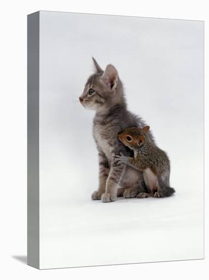 Domestic Cat, Interacting with Baby Grey Squirrel-Jane Burton-Premier Image Canvas