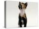 Domestic Cat, Kitten Looking Upwards-Jane Burton-Premier Image Canvas