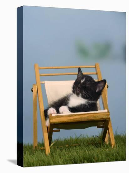 Domestic Cat, Kitten Sleeping on a Deckchair-Petra Wegner-Premier Image Canvas