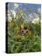 Domestic Cat, Kitten Stalking an Insect in the Long Grass-Jane Burton-Premier Image Canvas