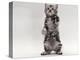 Domestic Cat, Kitten Standing on Rear Legs-Jane Burton-Premier Image Canvas