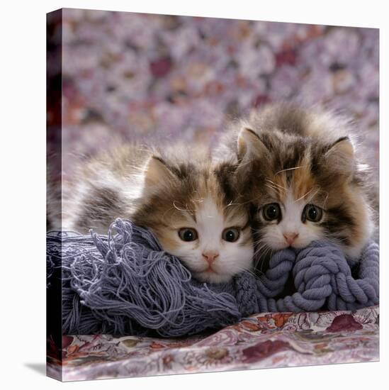 Domestic Cat Kittens, 8-Weeks, Tortoiseshell-And-White Sisters, (Persian-Cross')-Jane Burton-Premier Image Canvas