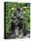 Domestic Cat, Maine Coon Breed, Maine, USA-Lynn M. Stone-Premier Image Canvas