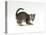 Domestic Cat, Playful 7-Week Silver Spotted Kitten-Jane Burton-Premier Image Canvas