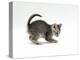 Domestic Cat, Playful 7-Week Silver Spotted Kitten-Jane Burton-Premier Image Canvas