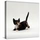 Domestic Cat, Playful Tortoiseshell Kitten-Jane Burton-Premier Image Canvas