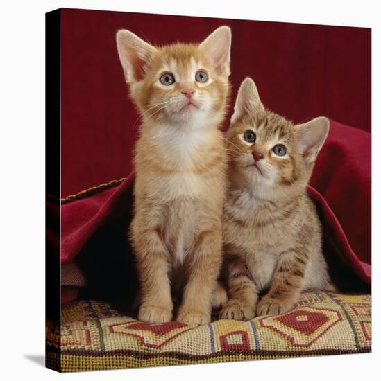 Domestic Cat, Portrait of Ginger and Spotted-Tabby Kittens Under Red Velours Curtain-Jane Burton-Premier Image Canvas