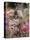 Domestic Cat, Portrait of Long Haired Tabby Persian Kitten Among Dwarf Roses and Bellflowers-Jane Burton-Premier Image Canvas