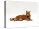 Domestic Cat, Red Tabby Male Lying Down-Jane Burton-Premier Image Canvas