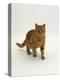 Domestic Cat, Red Tabby Male-Jane Burton-Premier Image Canvas