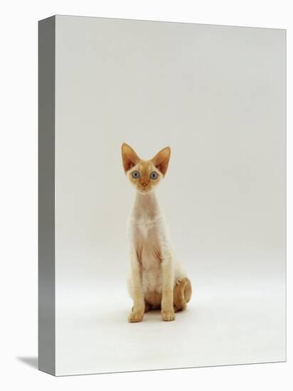 Domestic Cat, Rex Portrait-Jane Burton-Premier Image Canvas