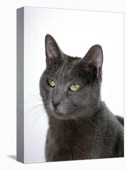 Domestic Cat, Russian Blue Female-Jane Burton-Premier Image Canvas