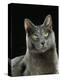 Domestic Cat, Russian Blue Female-Jane Burton-Premier Image Canvas