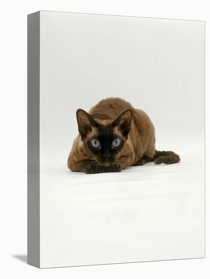 Domestic Cat, Seal Point Devon Si-Rex Lying on Floor-Jane Burton-Premier Image Canvas