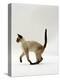 Domestic Cat, Seal Point Siamese Juvenile Running Profile-Jane Burton-Premier Image Canvas