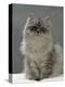 Domestic Cat, Silver Tabby Chinchilla-Cross-Persian in Full Coat-Jane Burton-Premier Image Canvas