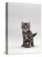 Domestic Cat, Silver Tabby Kitten Portrait-Jane Burton-Premier Image Canvas