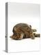 Domestic Cat, Striped Tabby Male Lying on Side-Jane Burton-Premier Image Canvas