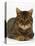 Domestic Cat, Striped Tabby Male-Jane Burton-Premier Image Canvas