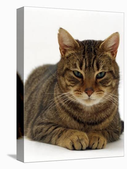 Domestic Cat, Striped Tabby Male-Jane Burton-Premier Image Canvas