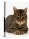 Domestic Cat, Striped Tabby Male-Jane Burton-Premier Image Canvas