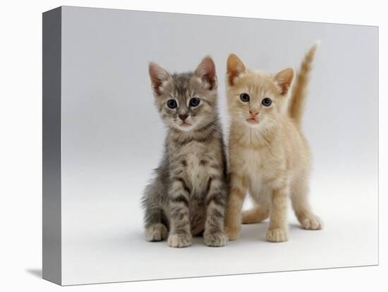 Domestic Cat, Tabby and Cream Kittens-Jane Burton-Premier Image Canvas