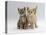 Domestic Cat, Tabby and Cream Kittens-Jane Burton-Premier Image Canvas