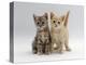 Domestic Cat, Tabby and Cream Kittens-Jane Burton-Premier Image Canvas