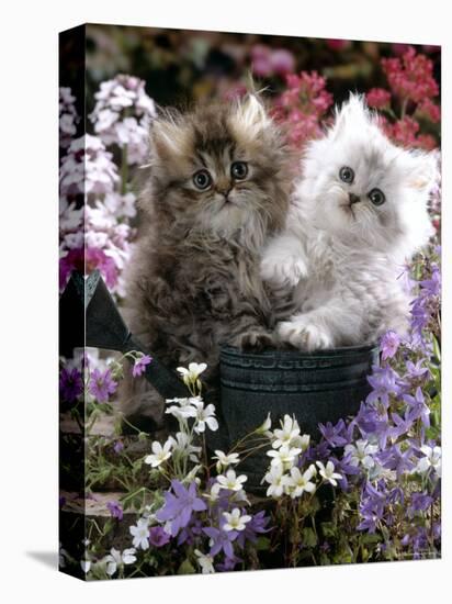 Domestic Cat, Tabby and Siver Chinchilla Persian Kittens, by Watering Can Among Bellflowers-Jane Burton-Premier Image Canvas