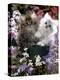 Domestic Cat, Tabby and Siver Chinchilla Persian Kittens, by Watering Can Among Bellflowers-Jane Burton-Premier Image Canvas