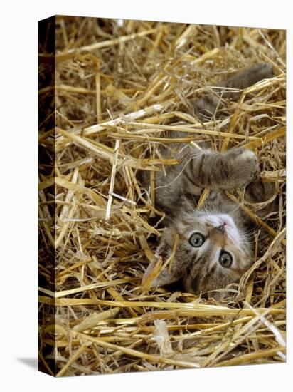 Domestic Cat, Tabby Farm Kitten Playing in Straw-Jane Burton-Premier Image Canvas