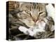 Domestic Cat, Tabby Mother and Her Sleeping 2-Week Kitten-Jane Burton-Premier Image Canvas