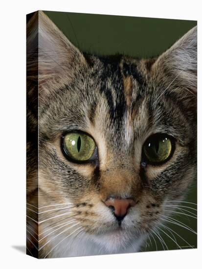 Domestic Cat, Tabby Tortoiseshell, Close-Up of Eyes with Pupils Dilated Closed in Bright Light-Jane Burton-Premier Image Canvas