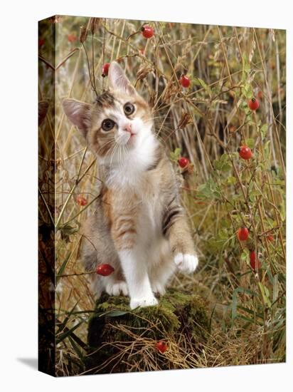 Domestic Cat, Tabby-Tortoiseshell Kitten Among Cocksfoot Grass, Horsetails and Rose Hips-Jane Burton-Premier Image Canvas