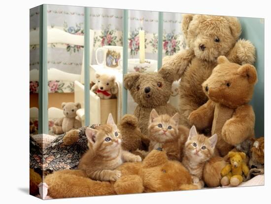 Domestic Cat, Three Kittens in Cot with Teddy Bears-Jane Burton-Premier Image Canvas