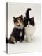 Domestic Cat, Tortoiseshell and Black-And-White Kittens-Jane Burton-Premier Image Canvas