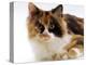 Domestic Cat, Tortoiseshell and White-Jane Burton-Premier Image Canvas