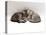 Domestic Cat, Two 7-Week Sleeping Silver Tabby Kittens-Jane Burton-Premier Image Canvas