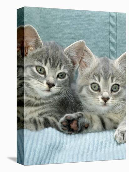 Domestic Cat, Two 8-Week Blue Tabby Kittens-Jane Burton-Premier Image Canvas