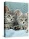 Domestic Cat, Two 8-Week Blue Tabby Kittens-Jane Burton-Premier Image Canvas