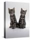 Domestic Cat, Two 8-Week Tabby Kittens, Male and Female-Jane Burton-Premier Image Canvas