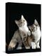 Domestic Cat, Two 8-Week Tabby Tortoiseshell and White Kittens-Jane Burton-Premier Image Canvas