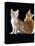 Domestic Cat, Two 9-Week Kittens, One Cream One Ginger-Jane Burton-Premier Image Canvas