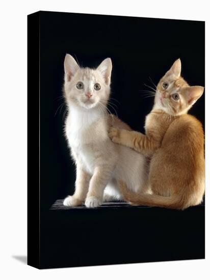 Domestic Cat, Two 9-Week Kittens, One Cream One Ginger-Jane Burton-Premier Image Canvas