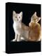 Domestic Cat, Two 9-Week Kittens, One Cream One Ginger-Jane Burton-Premier Image Canvas