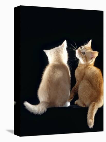 Domestic Cat, Two 9-Week Kittens, One Cream One Ginger-Jane Burton-Premier Image Canvas