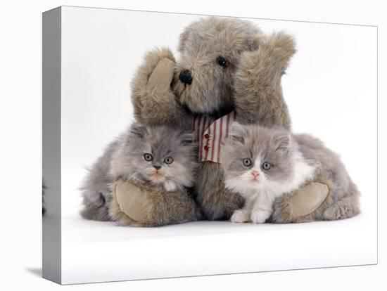 Domestic Cat, Two Blue Persian Kittens with a Brindle Teddy Bear-Jane Burton-Premier Image Canvas