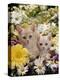 Domestic Cat, Two Cream Kittens Among Dasies and Feverfew-Jane Burton-Premier Image Canvas